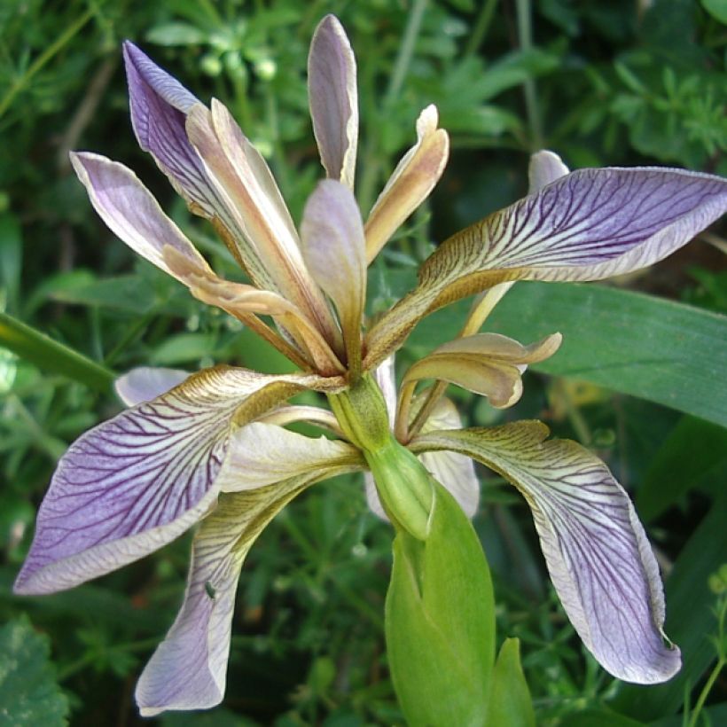 Iris foetidissima - Lirio hediondo (Floración)