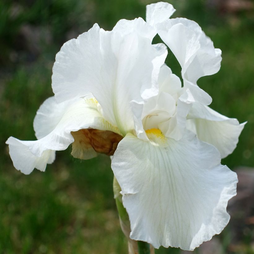 Iris germanica America's Cup (Floración)