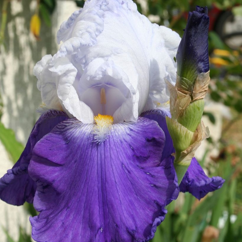 Iris germanica Arpège (Floración)