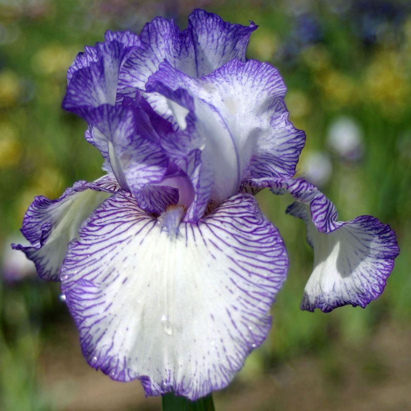 Iris germanica Autumn Circus (Floración)