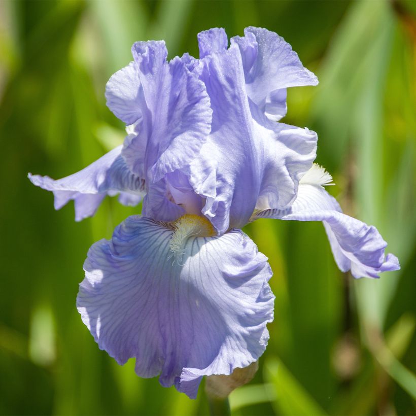 Iris germanica Babbling Brook (Floración)