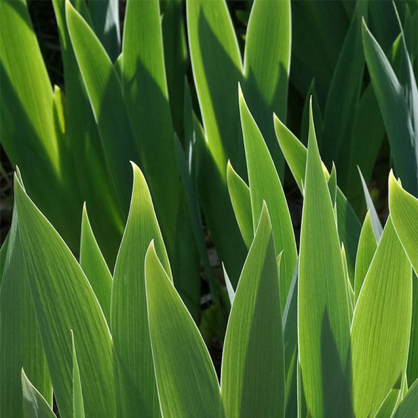 Iris germanica Ballet Lesson (Follaje)