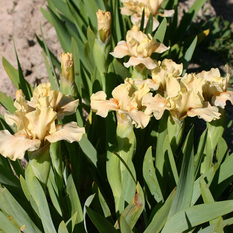 Iris germanica Ballet Lesson (Floración)