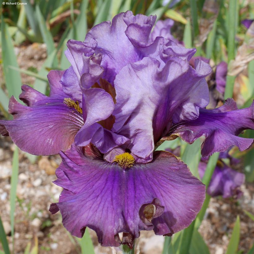 Iris germanica Belle Surprise (Floración)