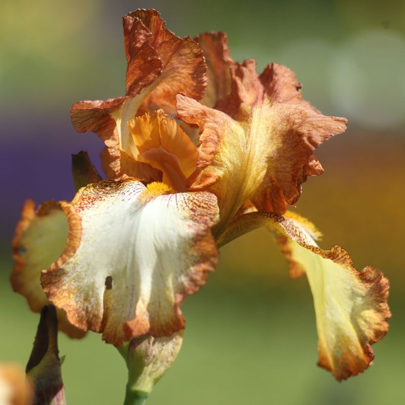 Iris germanica Belvi Queen (Floración)