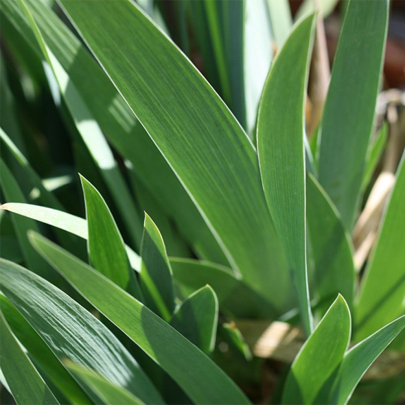 Iris germanica Blenheim Royal (Follaje)