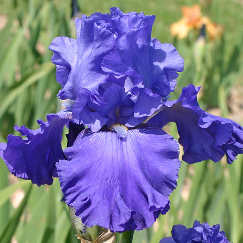 Iris germanica Blenheim Royal (Floración)