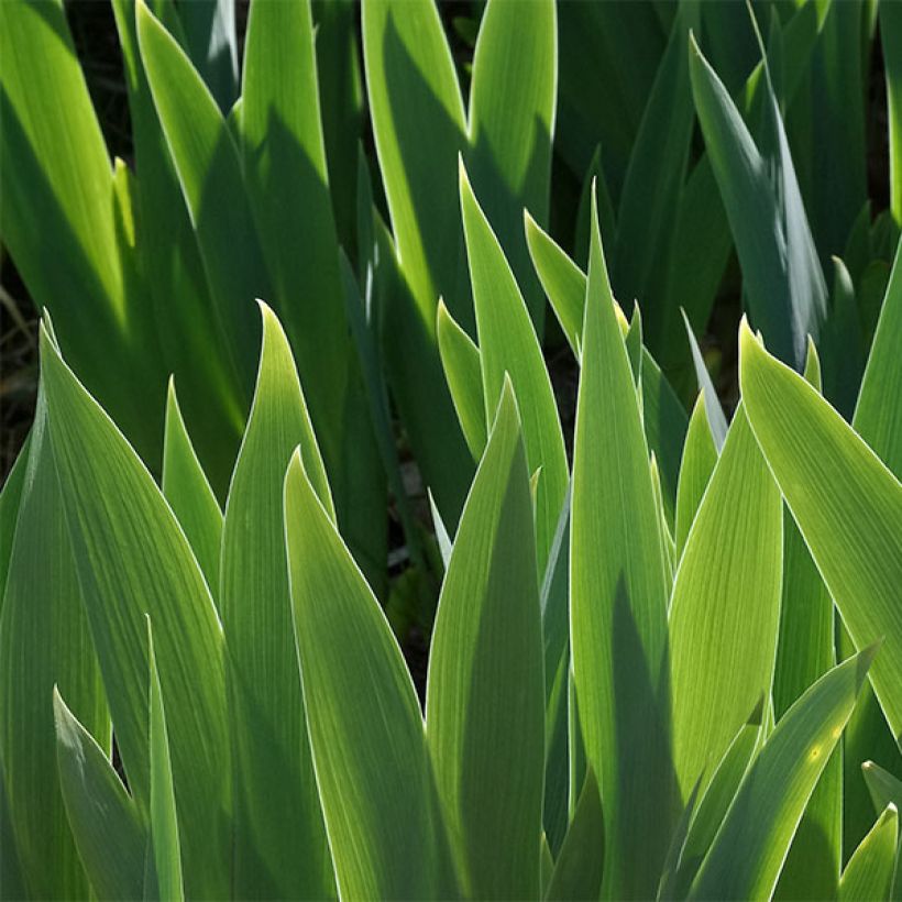 Iris germanica Blueberry Bliss (Follaje)