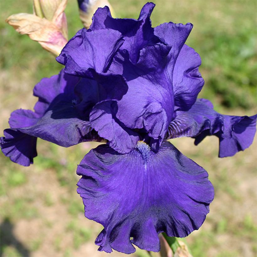 Iris germanica Blueberry Bliss (Floración)