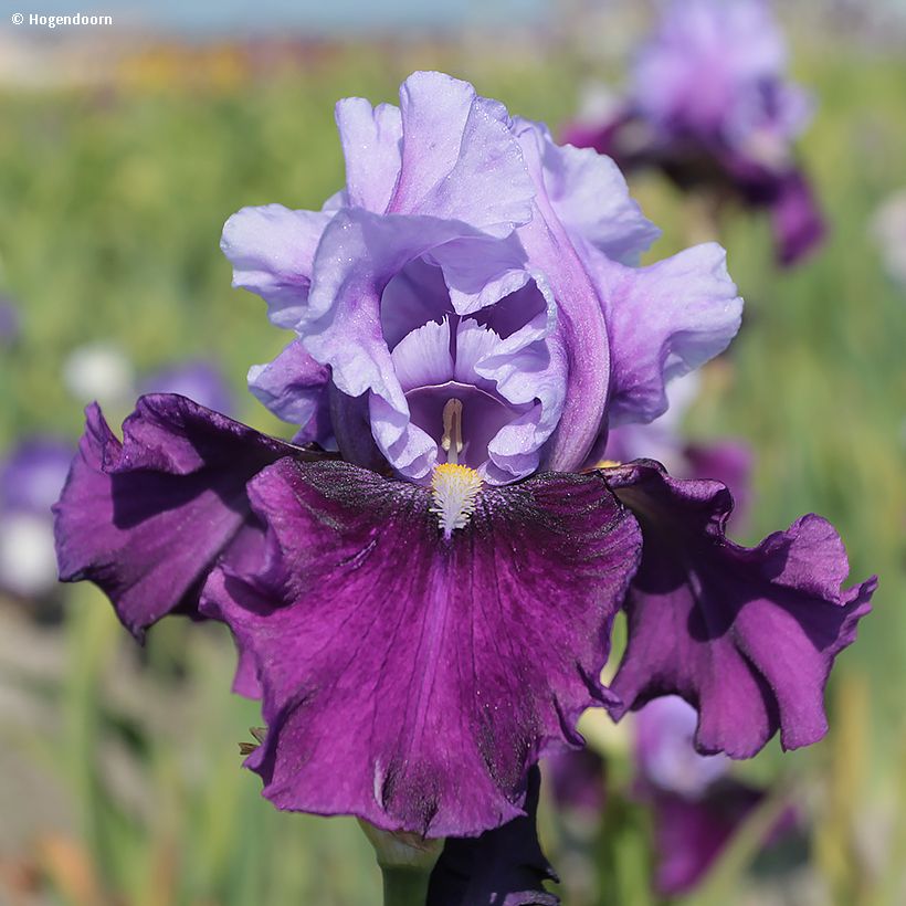 Iris germanica Bluebird Wine (Floración)