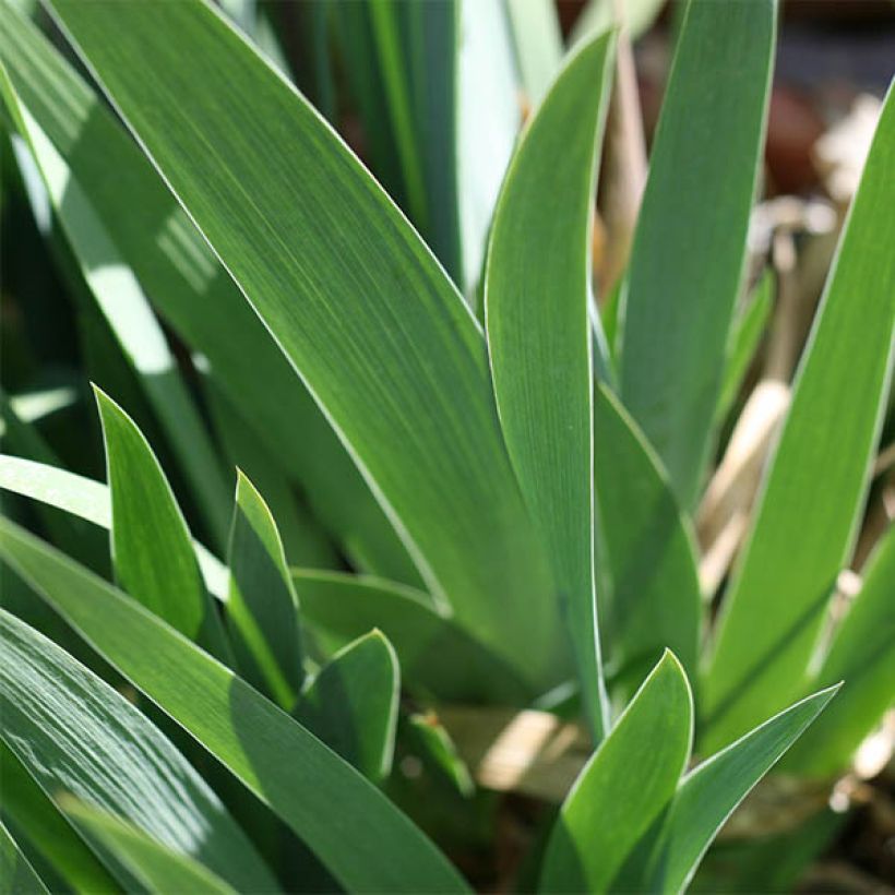 Iris germanica Buc Joyeux Anniversaire (Follaje)