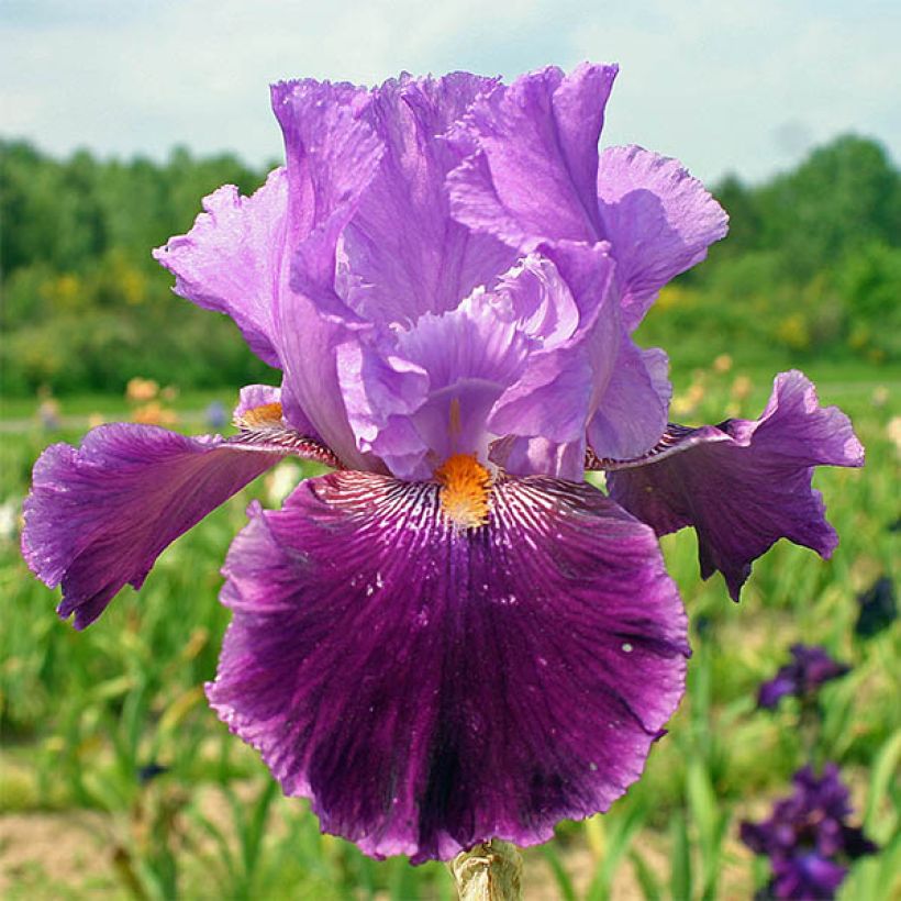 Iris germanica Buc Joyeux Anniversaire (Floración)