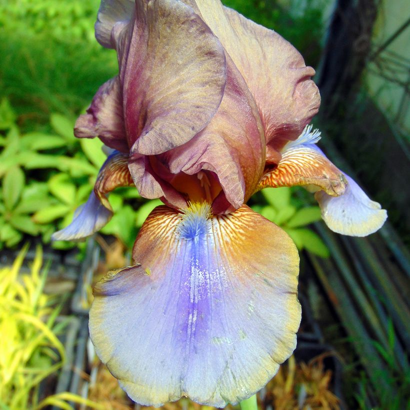 Iris germanica Burnt Toffee (Floración)