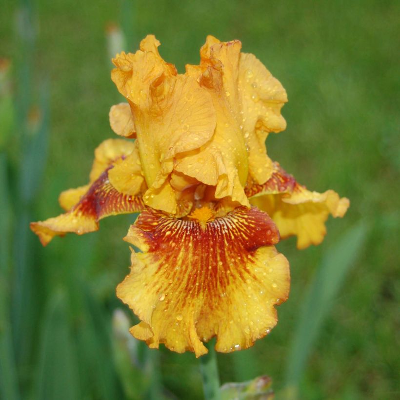 Iris germanica Burst (Floración)