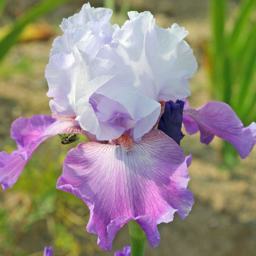 Iris germanica Carl and Sissy (Floración)