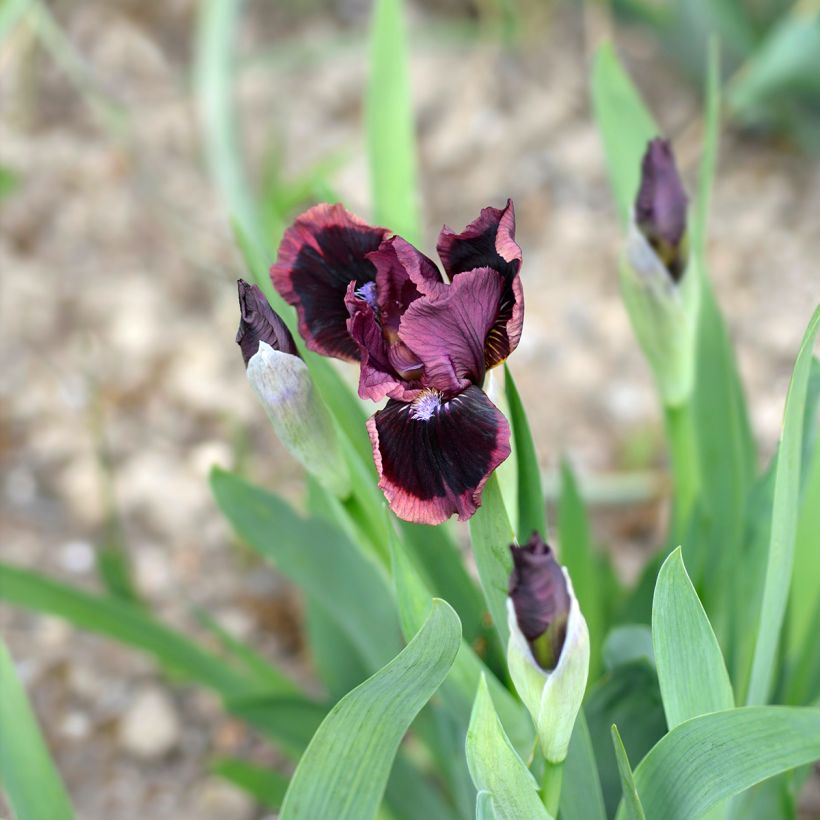 Iris germanica Cat's Eye (Floración)