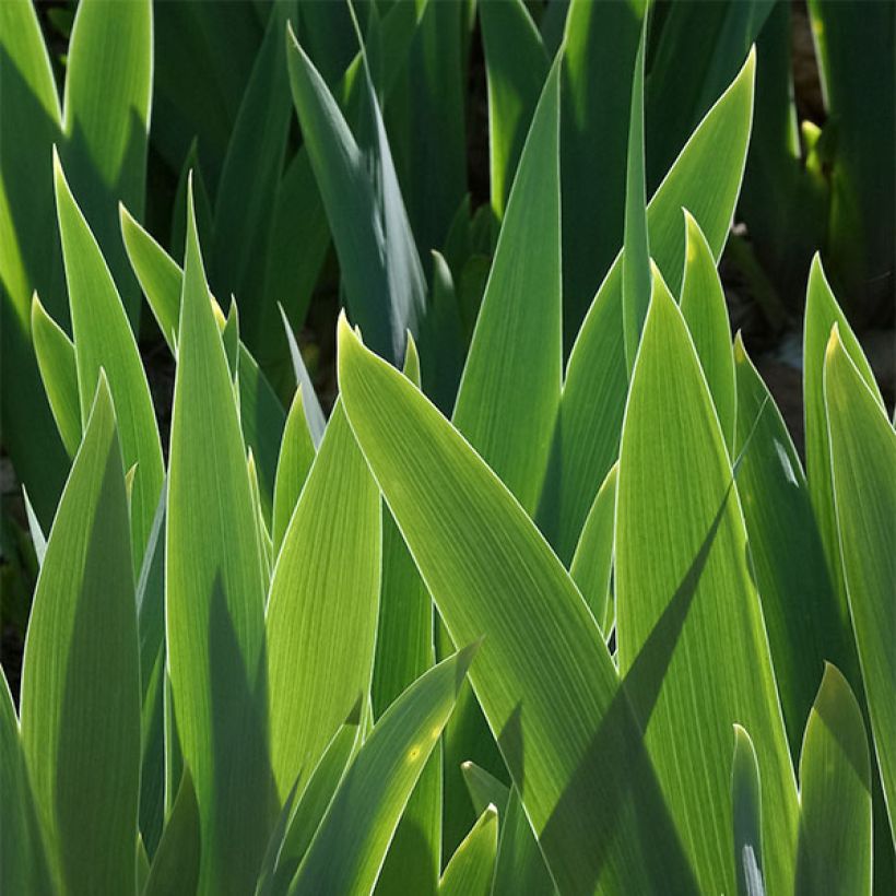 Iris germanica Cat's Eye (Follaje)