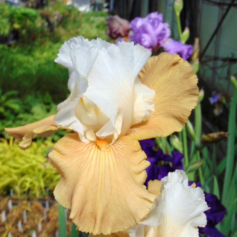 Iris germanica Chateau d Auvers Sur Oise (Floración)