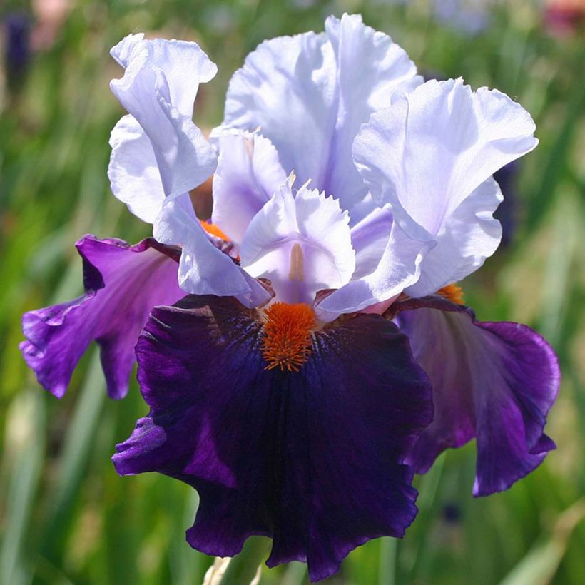 Iris germanica Chelsea Bleu (Floración)