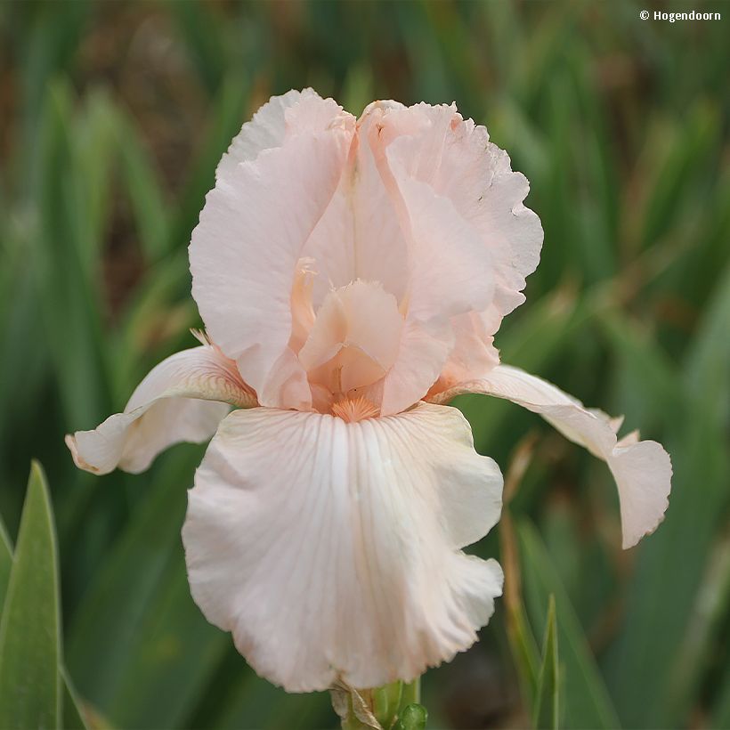 Iris germanica Cherished (Floración)