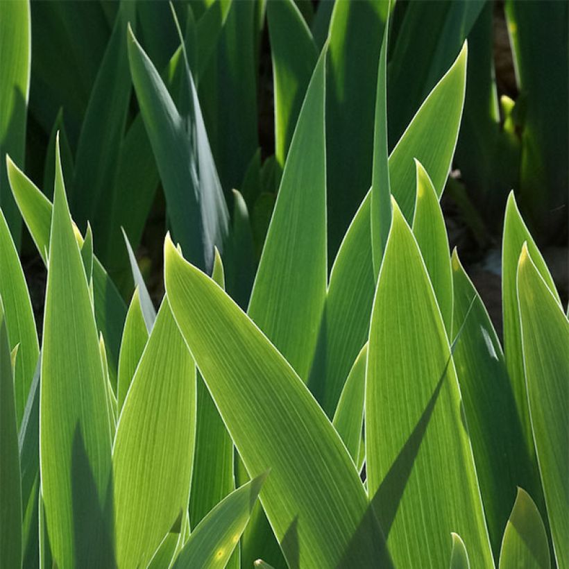 Iris germanica Ciel Gris sur Poilly (Follaje)