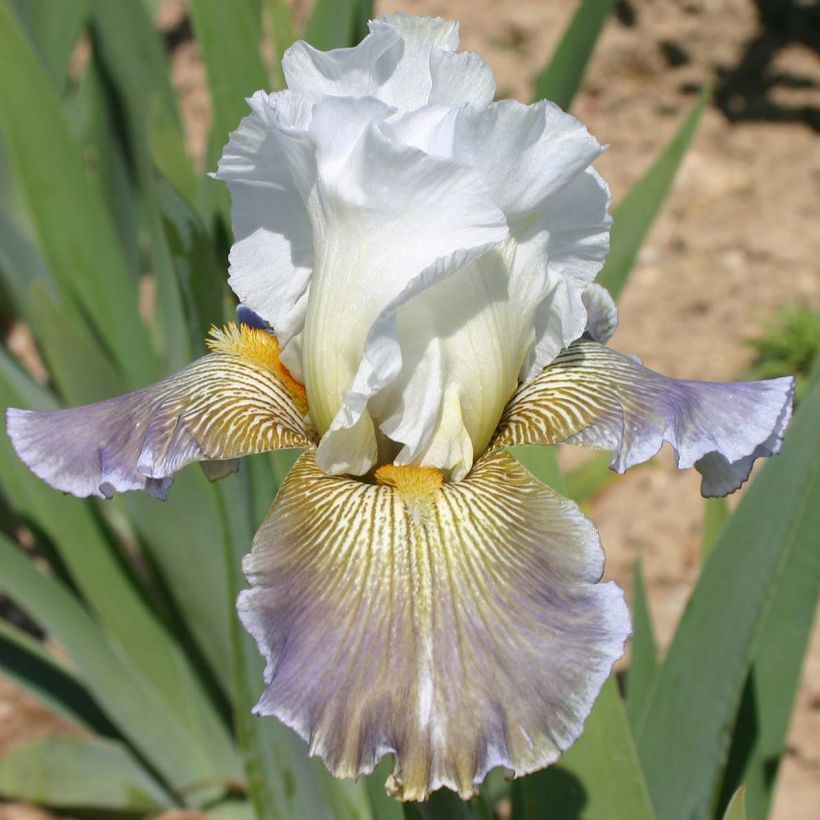 Iris germanica Ciel Gris sur Poilly (Floración)