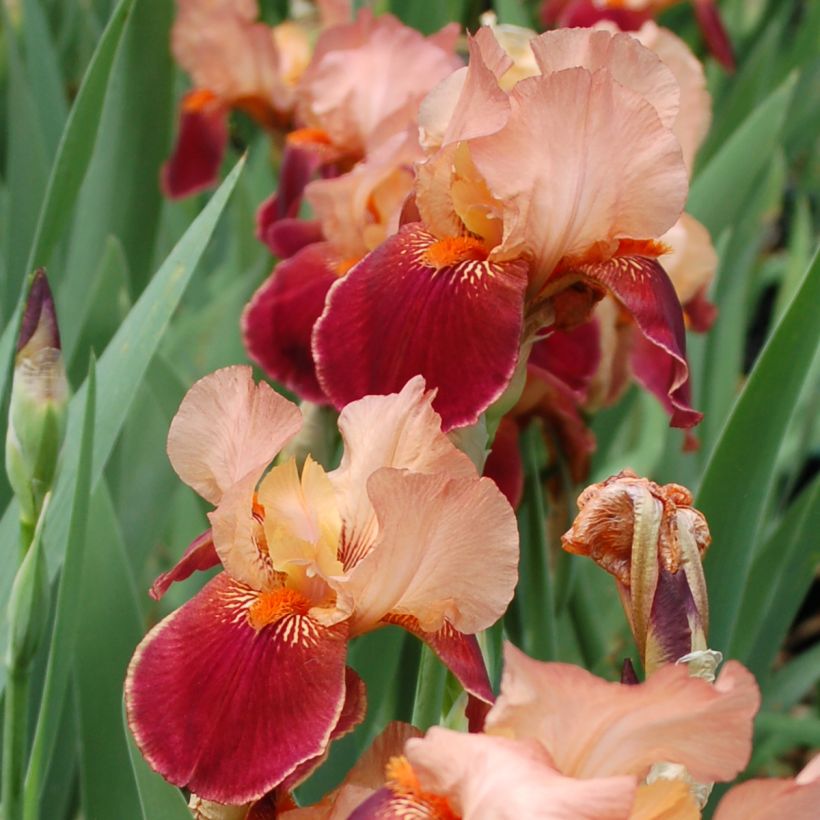 Iris germanica Cimarron Strip (Floración)