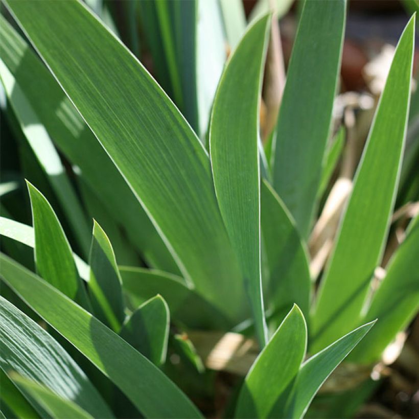 Iris germanica Coffee Whisper (Follaje)