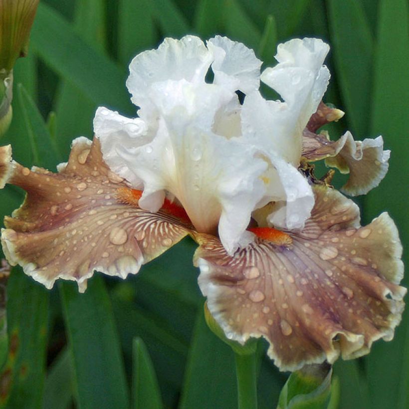 Iris germanica Coffee Whisper (Floración)