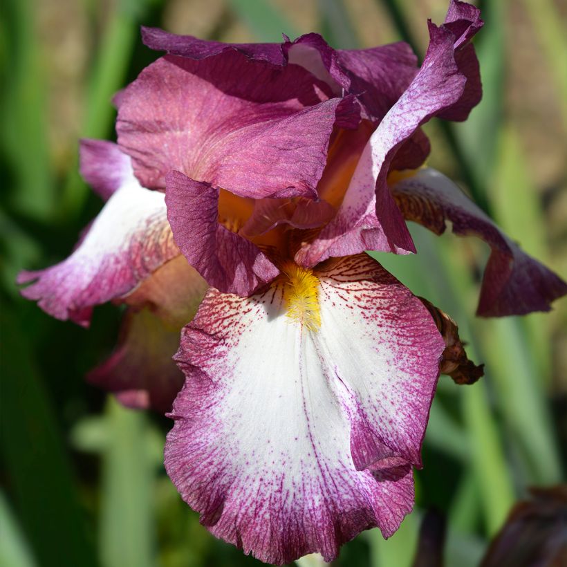 Iris germanica Crinoline (Floración)