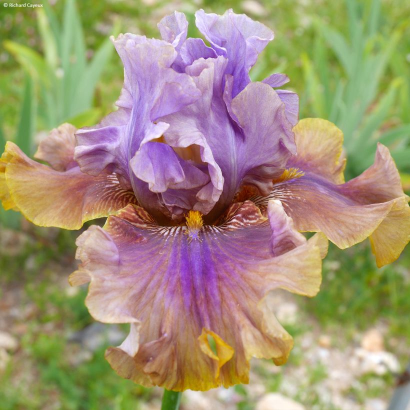 Iris germanica Déguisement (Floración)