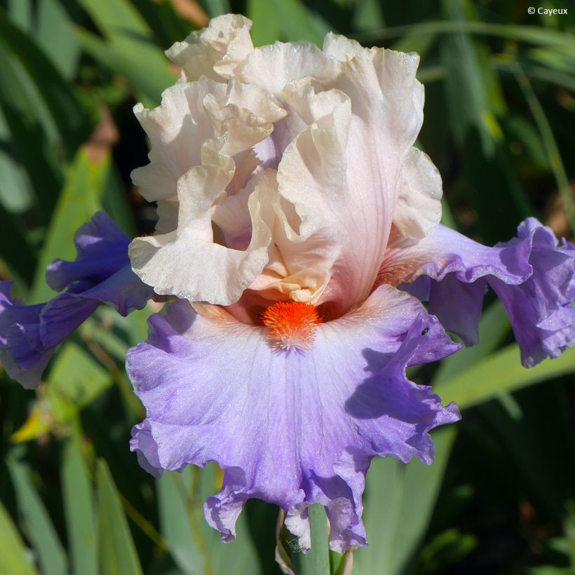 Iris germanica Dernier Cri (Floración)