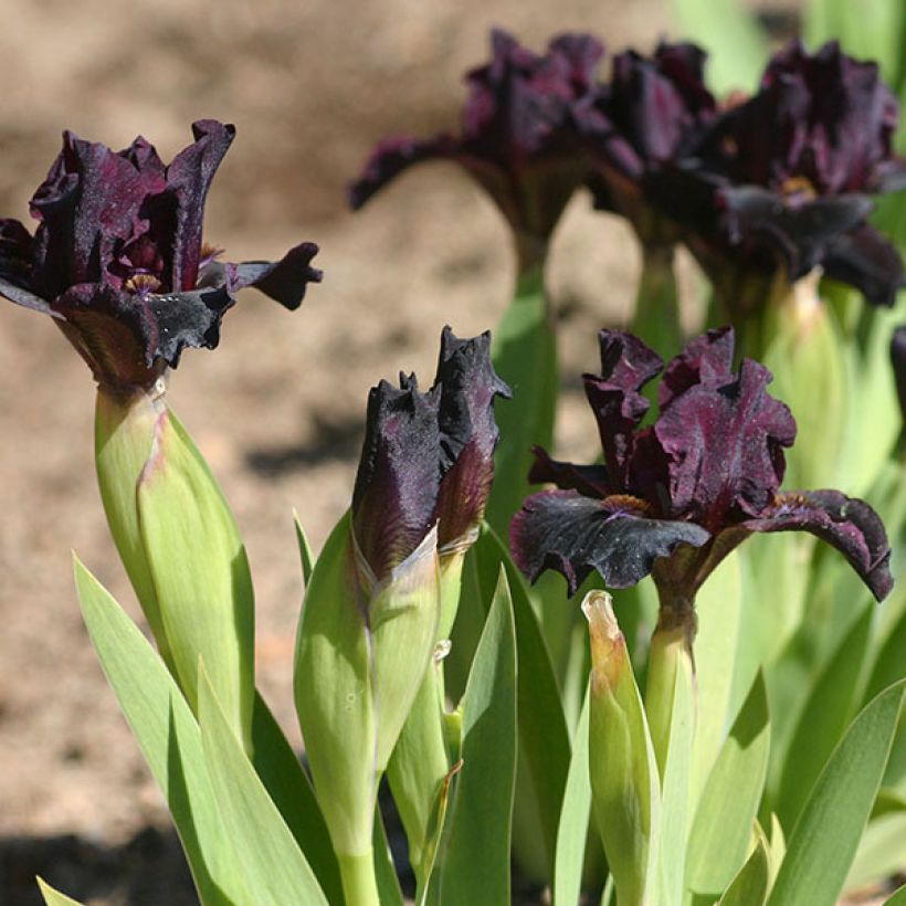 Iris germanica Devil Baby (Floración)