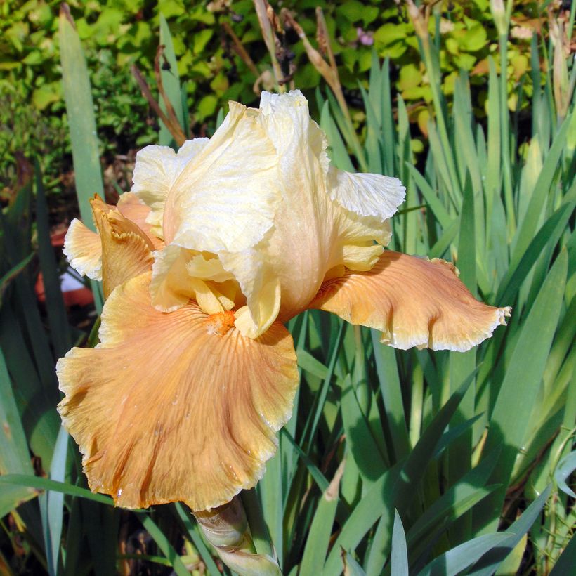 Iris germanica English Charm (Floración)