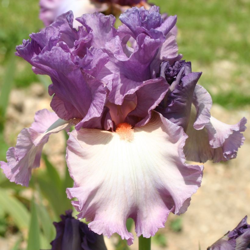 Iris germanica Fashion Statement (Floración)