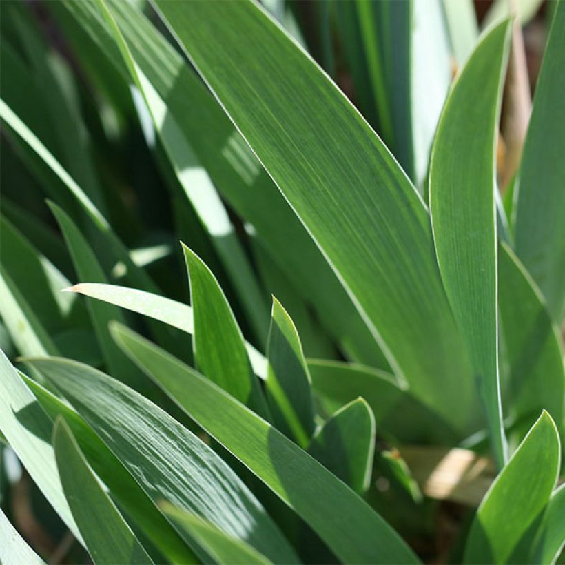 Iris germanica Firestorm (Follaje)