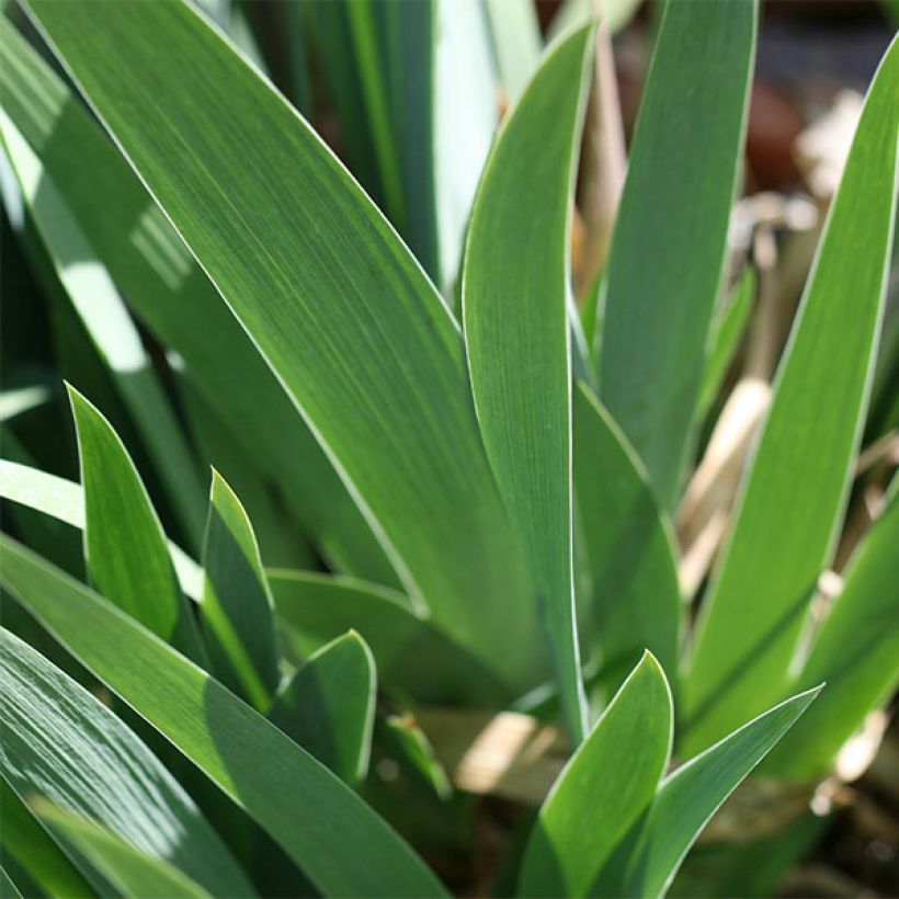 Iris germanica Flamenco (Follaje)