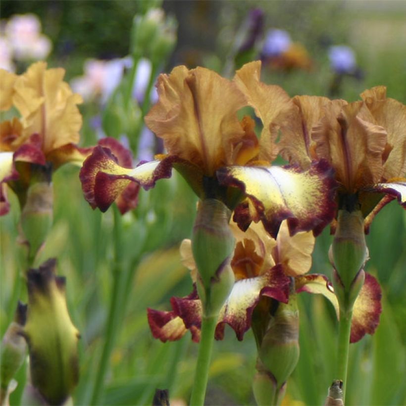 Iris germanica Flamenco (Floración)