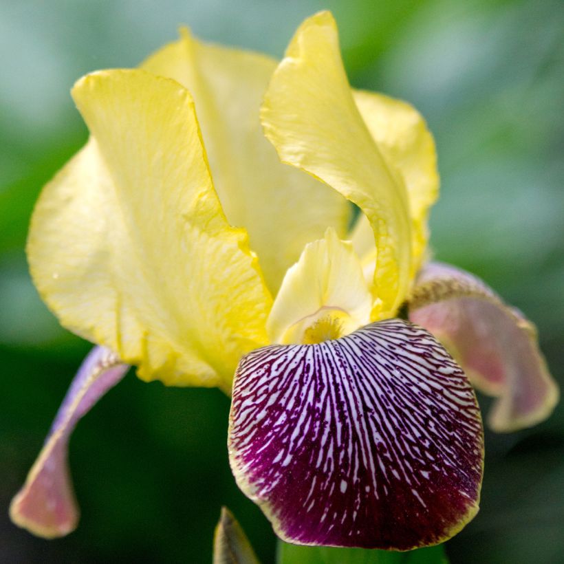 Iris germanica Flaming Dragon (Floración)