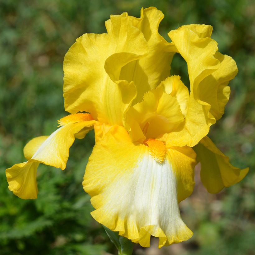 Iris germanica Fringe of Gold (Floración)