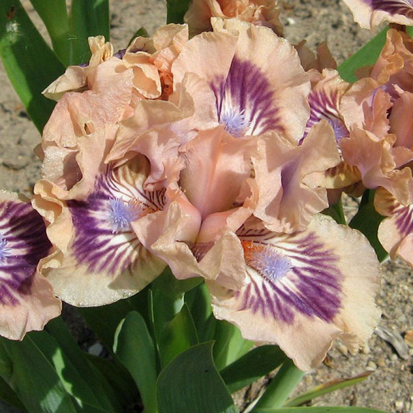 Iris germanica Frisk Me (Floración)