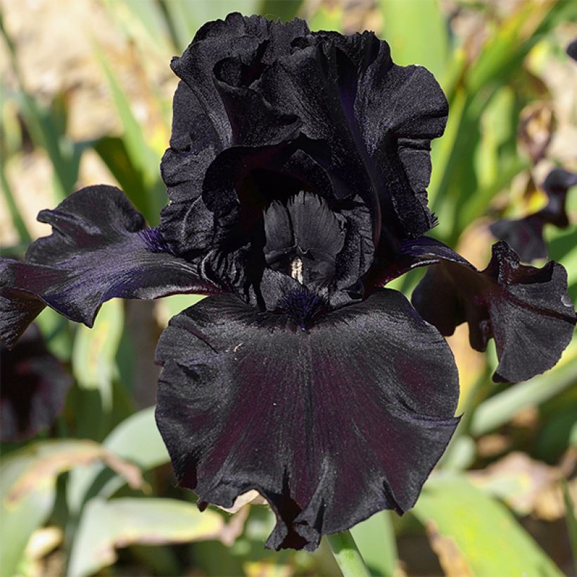 Iris germanica Ghost Train (Floración)