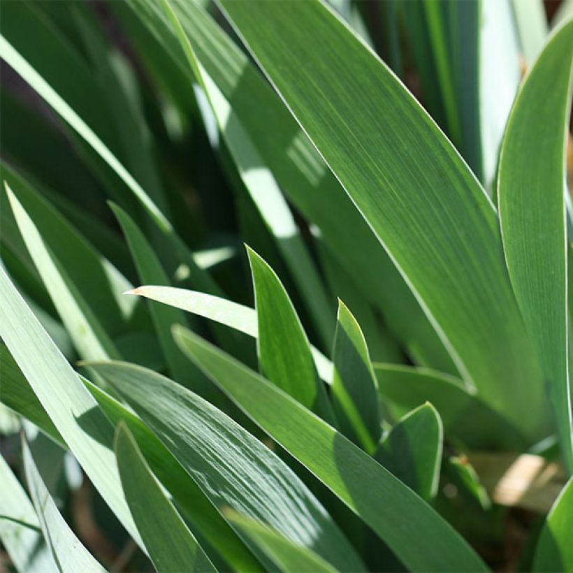 Iris germanica Going My Way (Follaje)