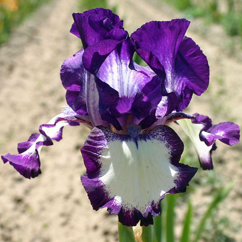 Iris germanica Going My Way (Floración)