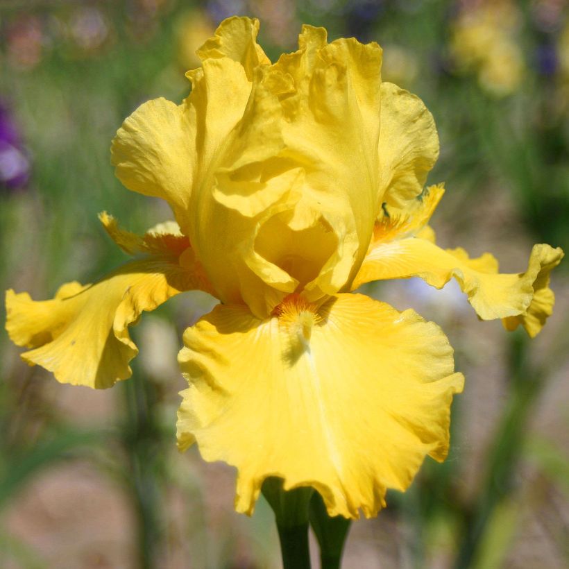 Iris germanica Grand Canari (Floración)