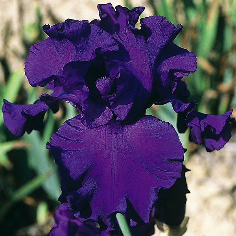 Iris germanica High Stakes (Floración)