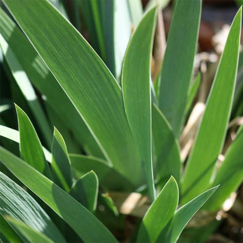 Iris germanica Katty Petts (Follaje)