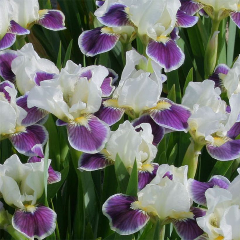 Iris germanica Making Eyes (Floración)