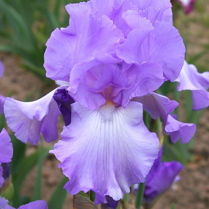 Iris germanica Mary Frances (Floración)