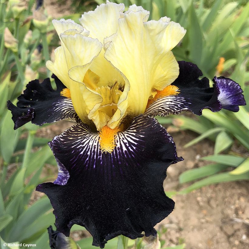 Iris germanica Masque Noir (Floración)